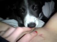 Dog oral sex with fresh pussy
